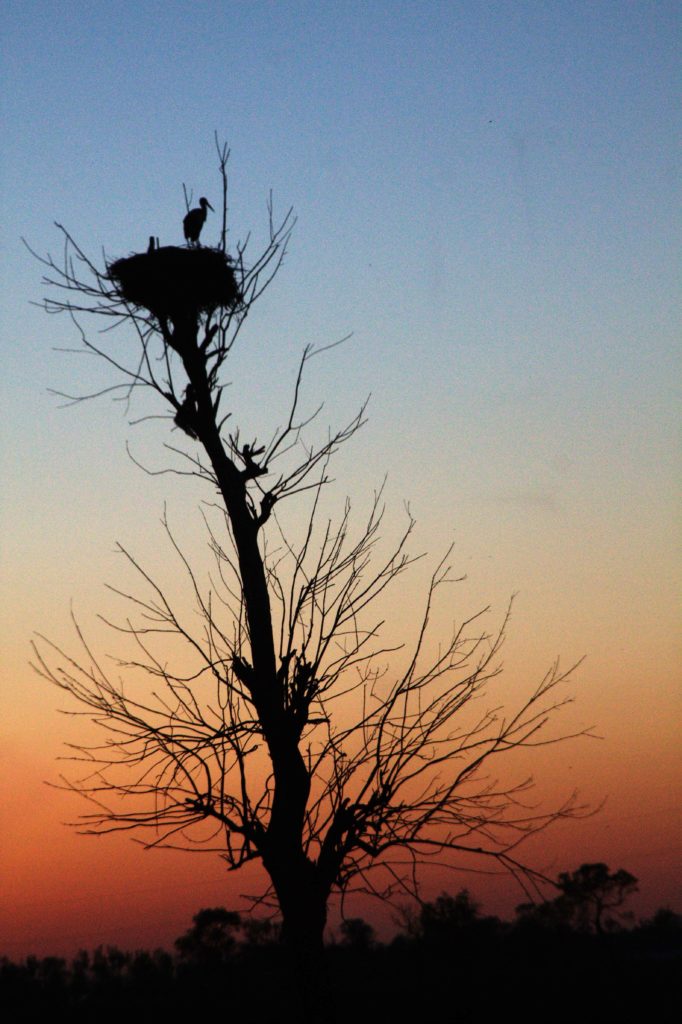 Kızılırmak Deltası Kuş Cenneti Bafra Doğanca Köyü Leylek Yuvaları