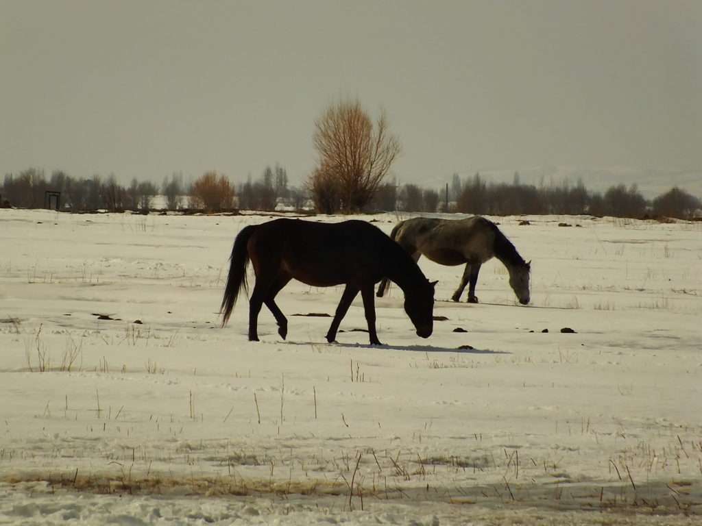 Kırgızistan Atları