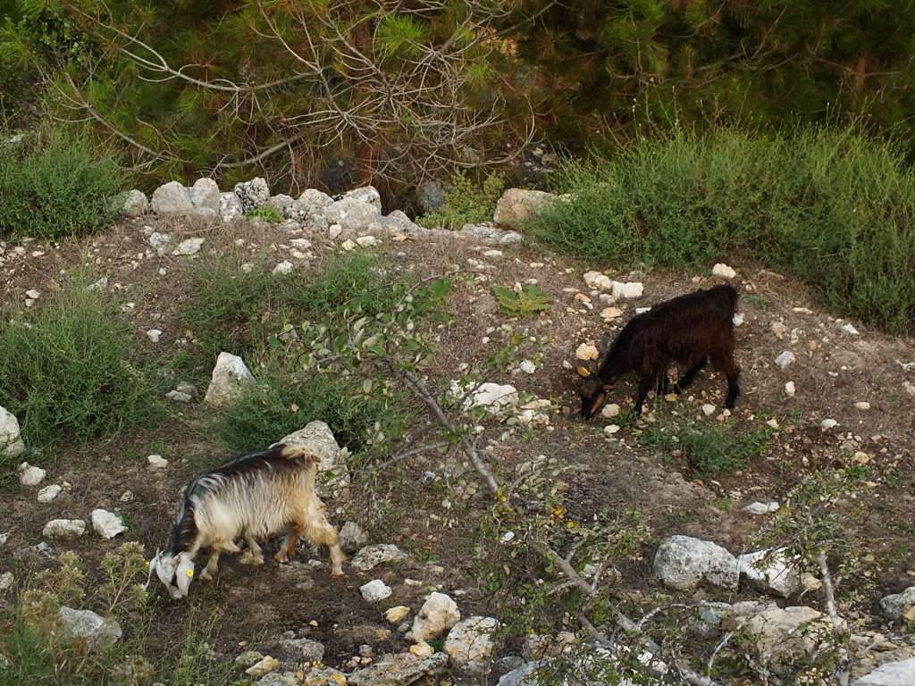 Kale Çıkışındaki Keçiler