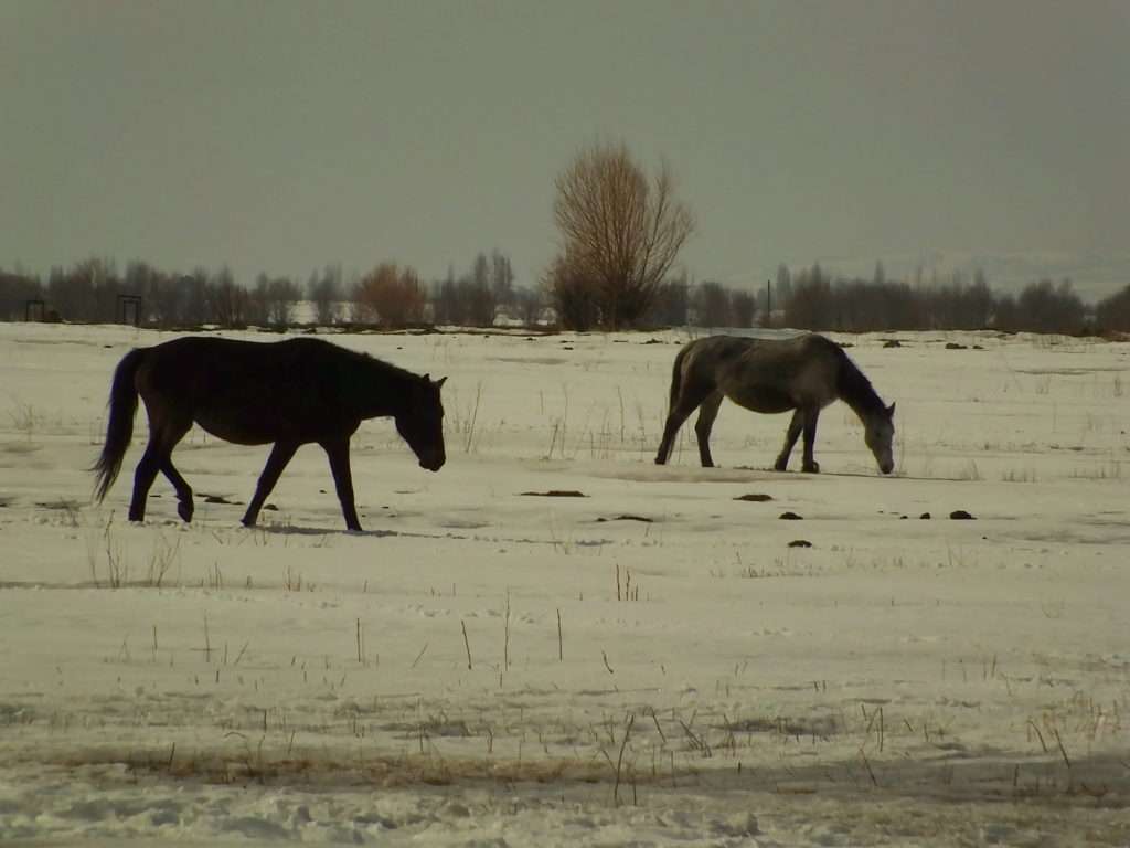 Kırgızistan Atları