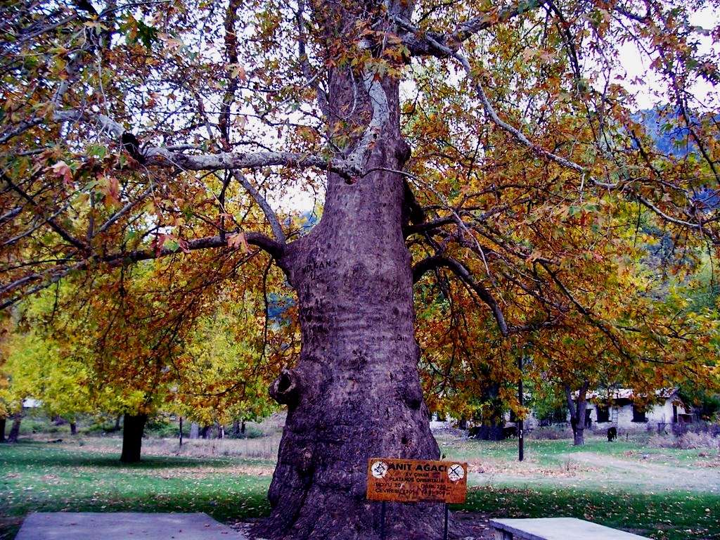 Anıt Ağacı