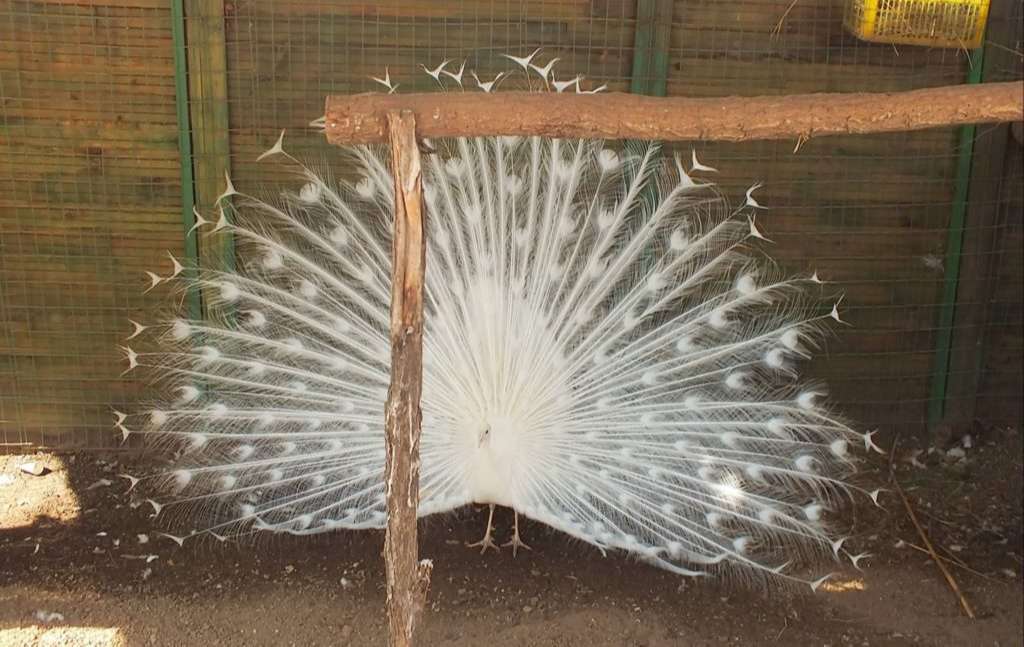 Hayvanat Bahçesinde Beyaz Tavus Kuşu