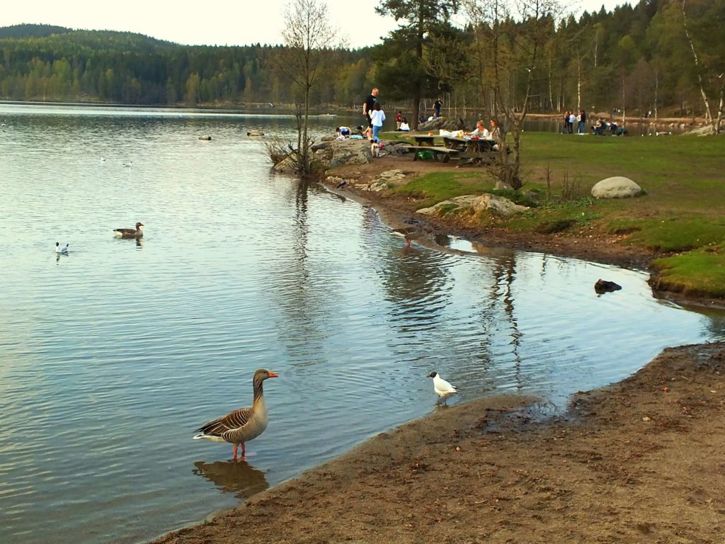 Sognsvann Gölü ve Piknik