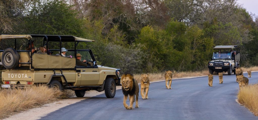 Kruger National Park'ında İnanılmaz Bir An