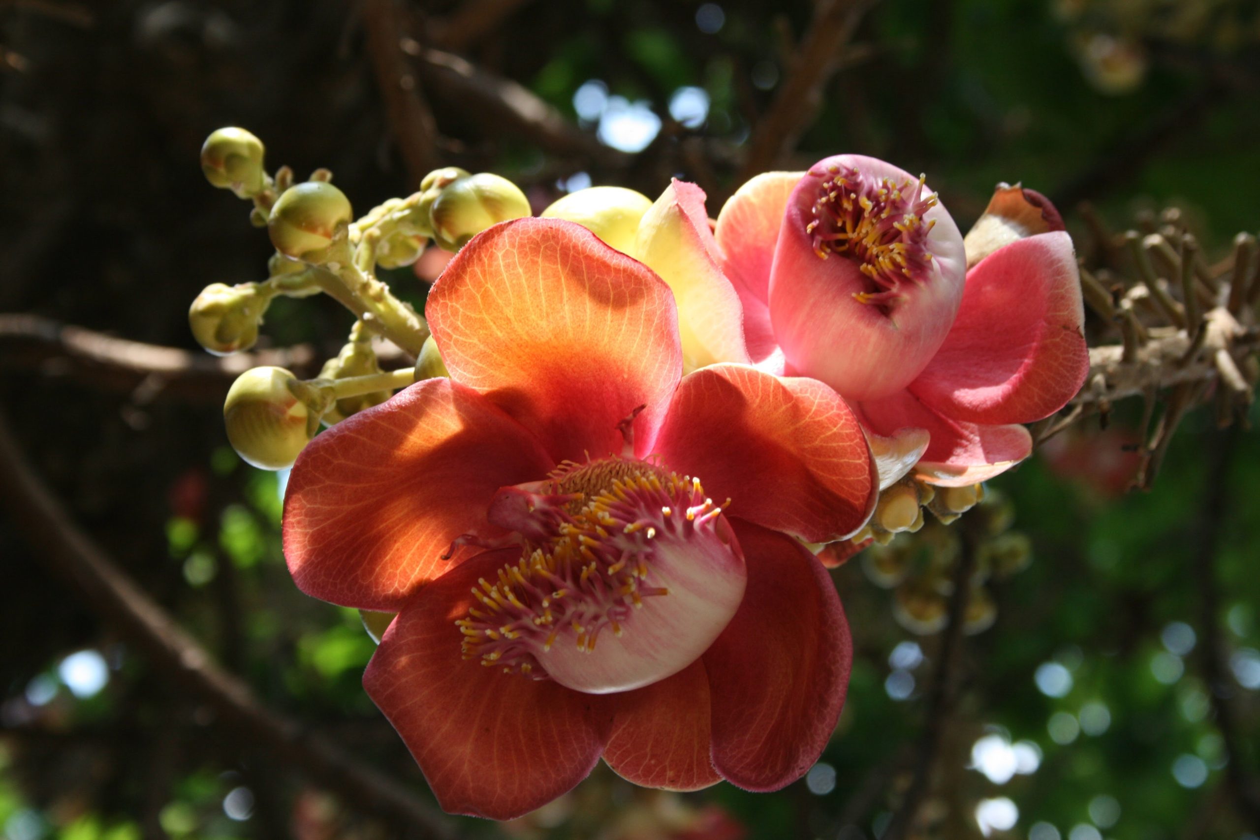 Phnom Penh Tropik iklimde olduğumuzu hatırlatan orkideler