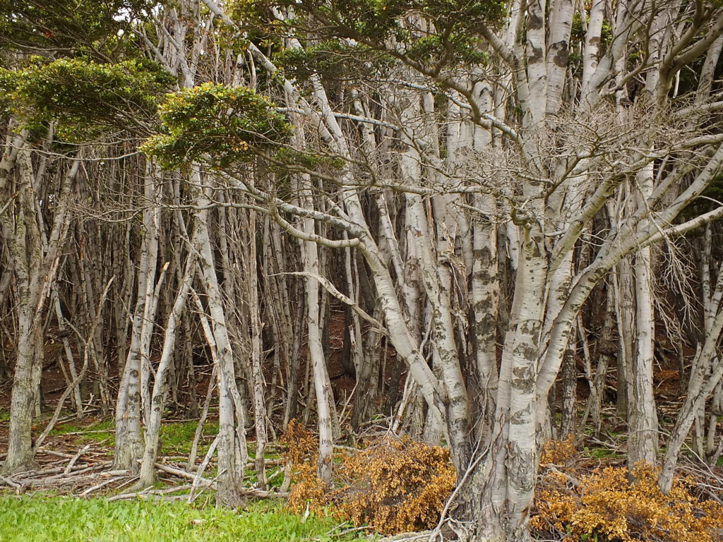 Patagonya Ormanları
