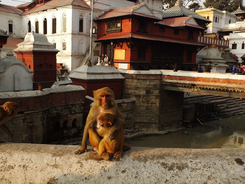 Pashupatinath Tapınağı (श्री पशुपतिनाथ मन्दिर)