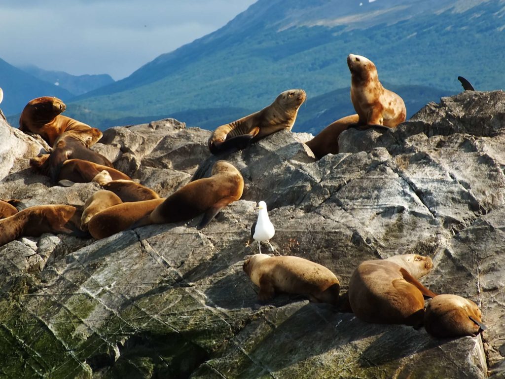 Deniz Aslanları Adası (Isla de los Lobos)