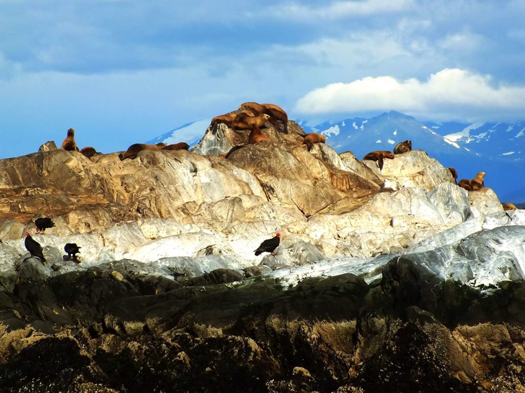Deniz Aslanları Adası (Isla de los Lobos)