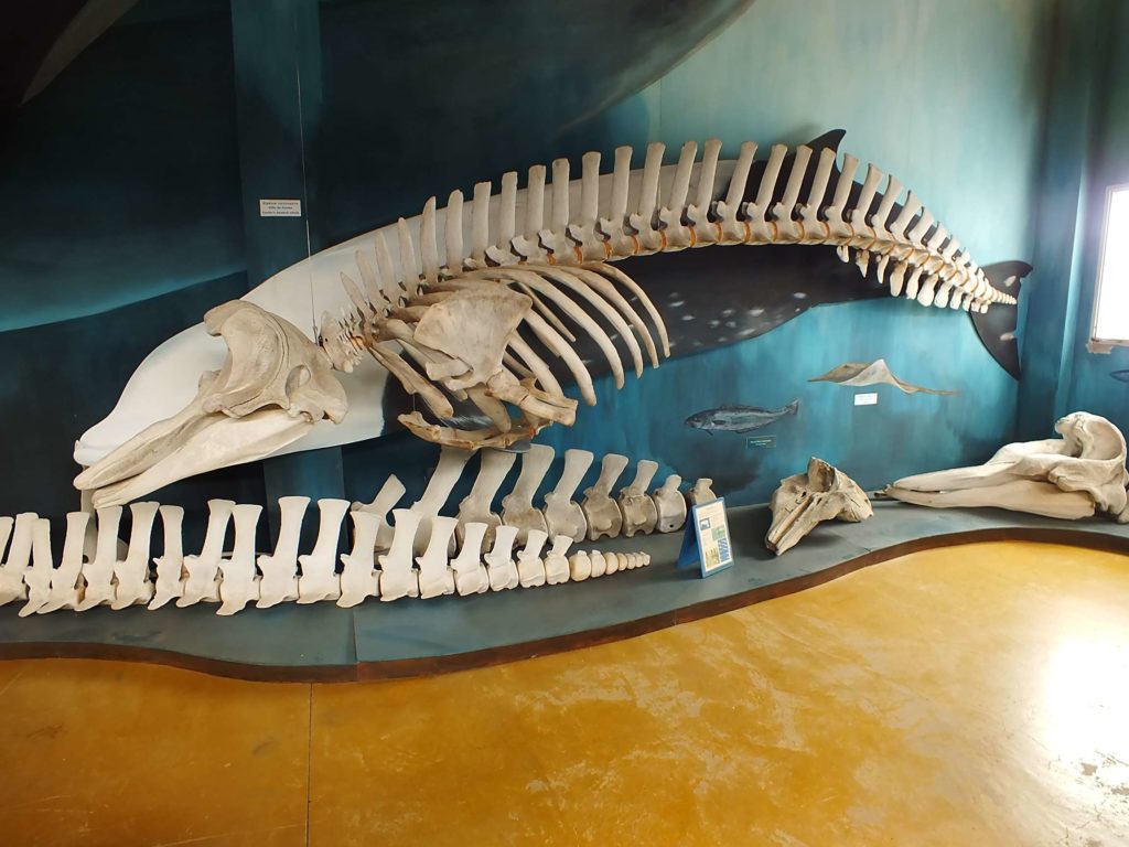 Acatushún Müzesi (Museo Acatushún) Küvet Gagalı Balina