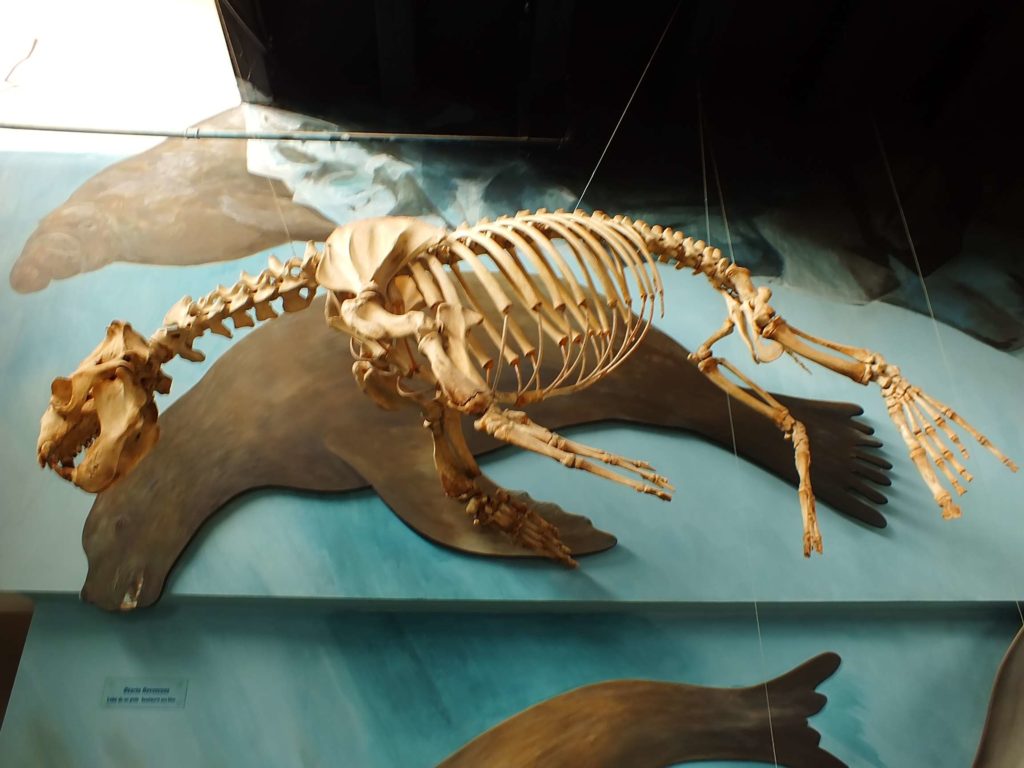 Acatushún Müzesi (Museo Acatushún) Deniz Aslanı