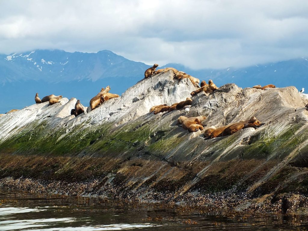 Beagle Kanalı Deniz Aslanları Adası (Isla de los Lobos)