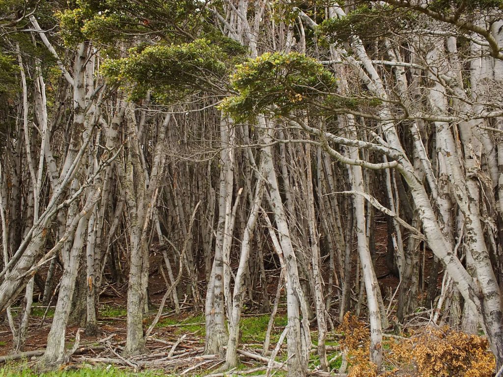 Tierra del Fuego Milli Parkı (Parque Nacional Tierra del Fuego) Macellan Ormanları
