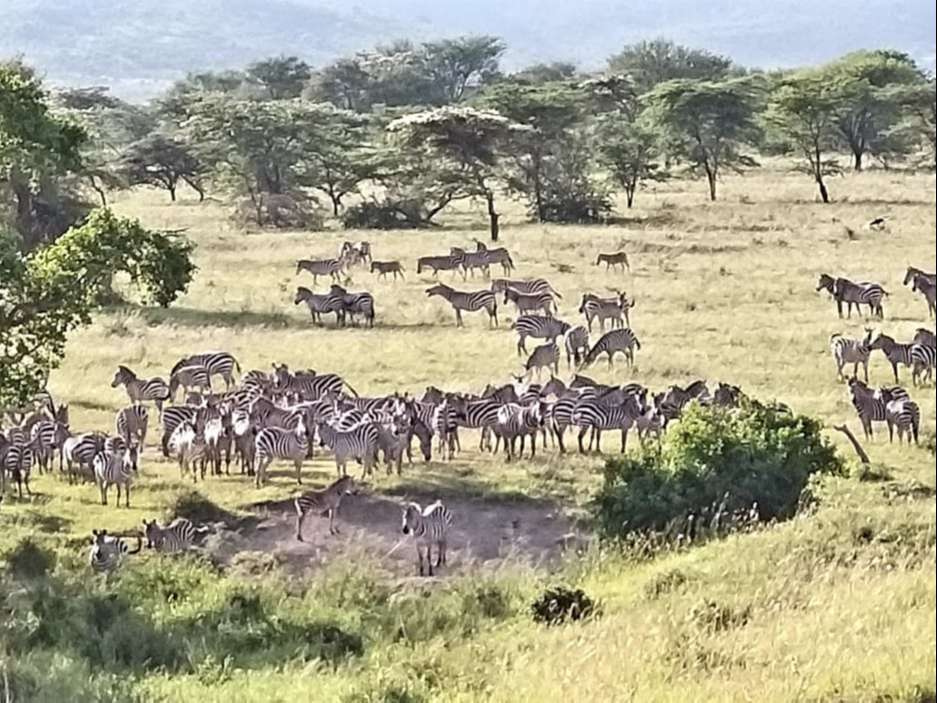 Serengeti Ulusal Parkı