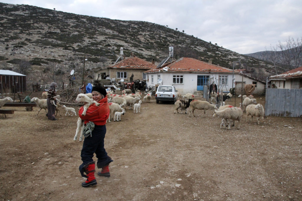 Çobanisa Köyü